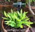 Hosta 'Teeny-Weeny Bikini' - New Forest Hostas & Hemerocallis