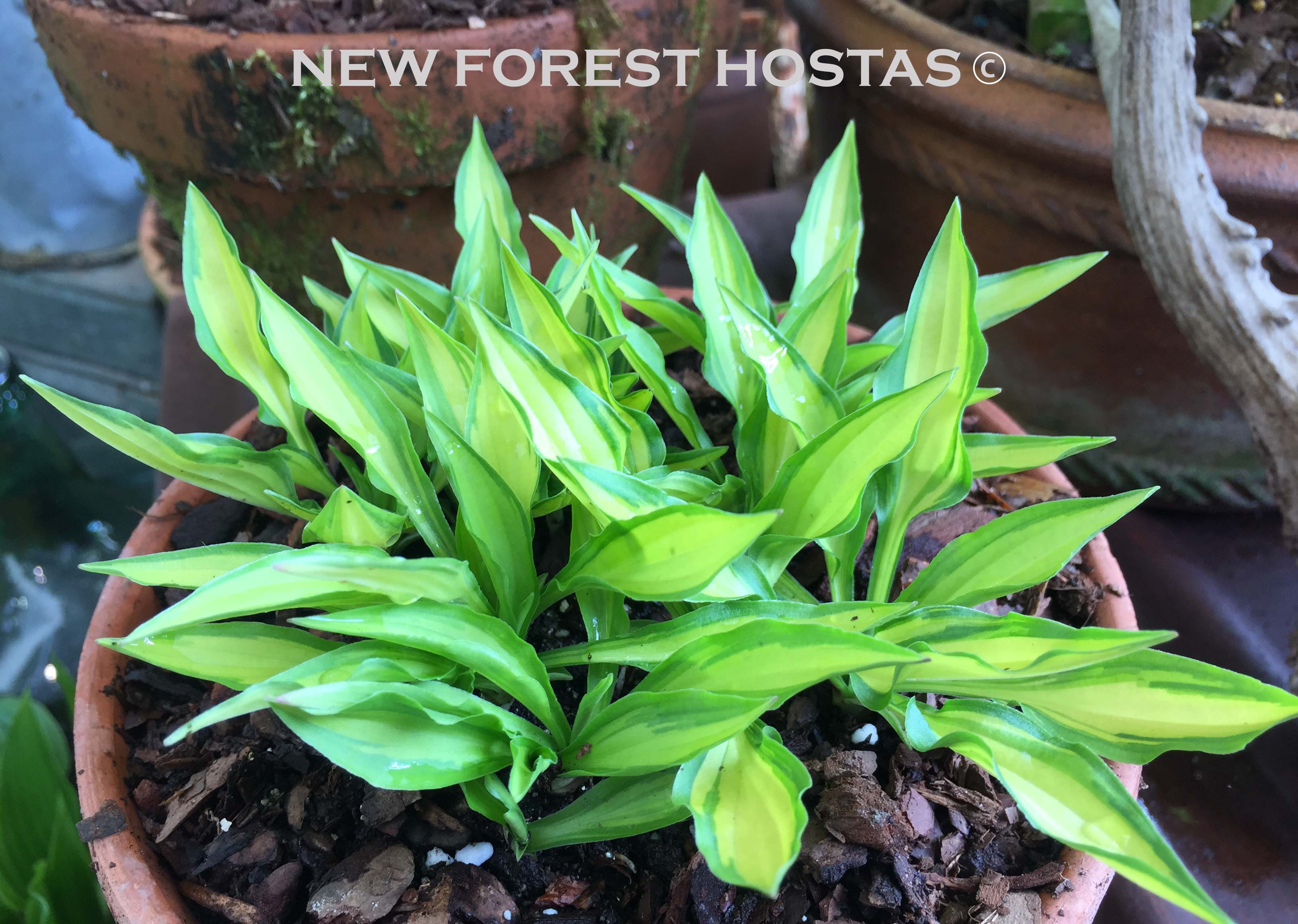 Hosta 'Teeny-Weeny Bikini' - New Forest Hostas & Hemerocallis