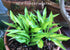 Hosta 'Teeny-Weeny Bikini' - New Forest Hostas & Hemerocallis