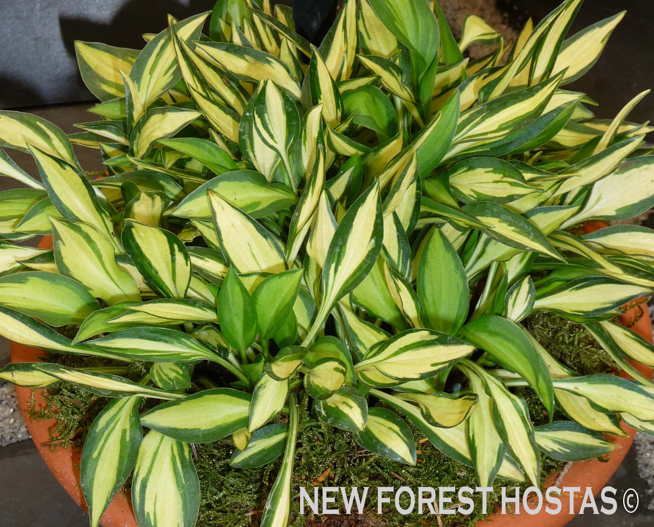 Hosta 'Teeny-Weeny Bikini' - New Forest Hostas & Hemerocallis