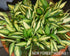 Hosta 'Teeny-Weeny Bikini' - New Forest Hostas & Hemerocallis