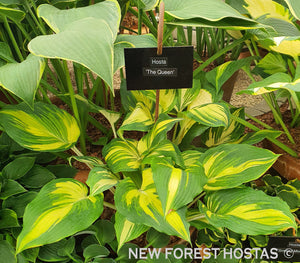 Hosta 'The Queen' - New Forest Hostas & Hemerocallis