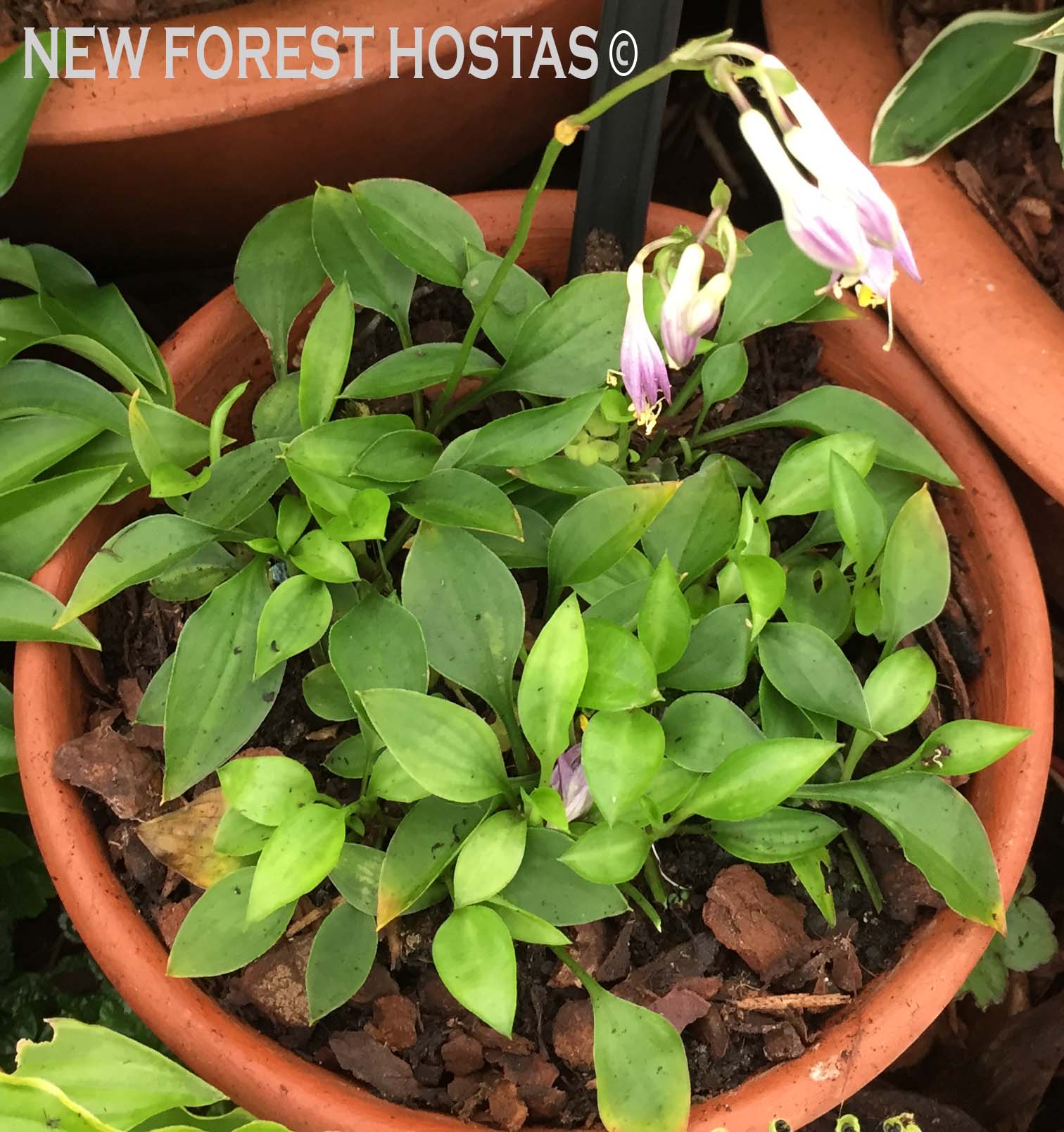 Hosta 'Thumb Nail' - New Forest Hostas & Hemerocallis