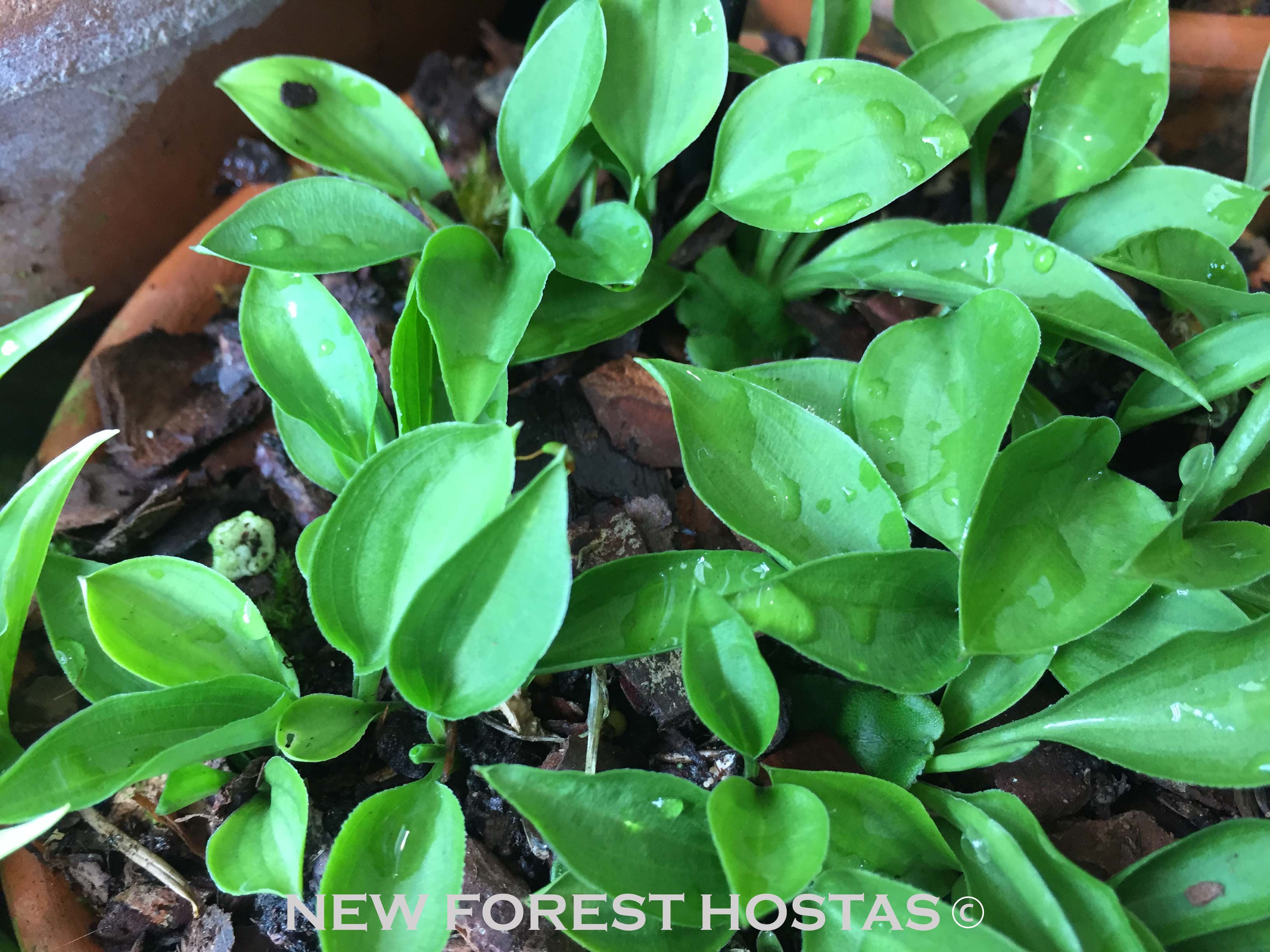 Hosta 'Thumb Nail' - New Forest Hostas & Hemerocallis