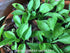 Hosta 'Thumb Nail' - New Forest Hostas & Hemerocallis