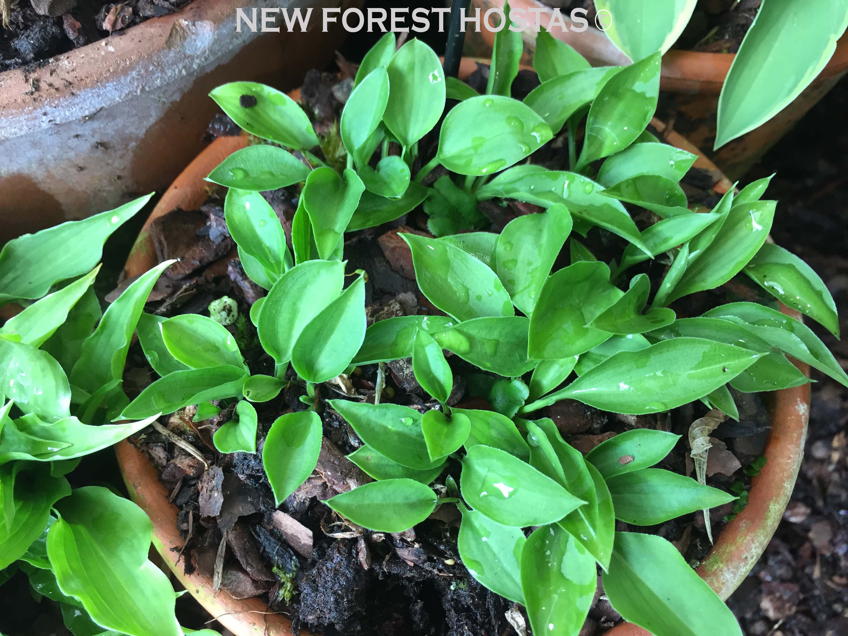 Hosta 'Thumb Nail' - New Forest Hostas & Hemerocallis