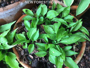 Hosta 'Thumb Nail' - New Forest Hostas & Hemerocallis