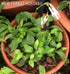 Hosta 'Thumb Nail' - New Forest Hostas & Hemerocallis