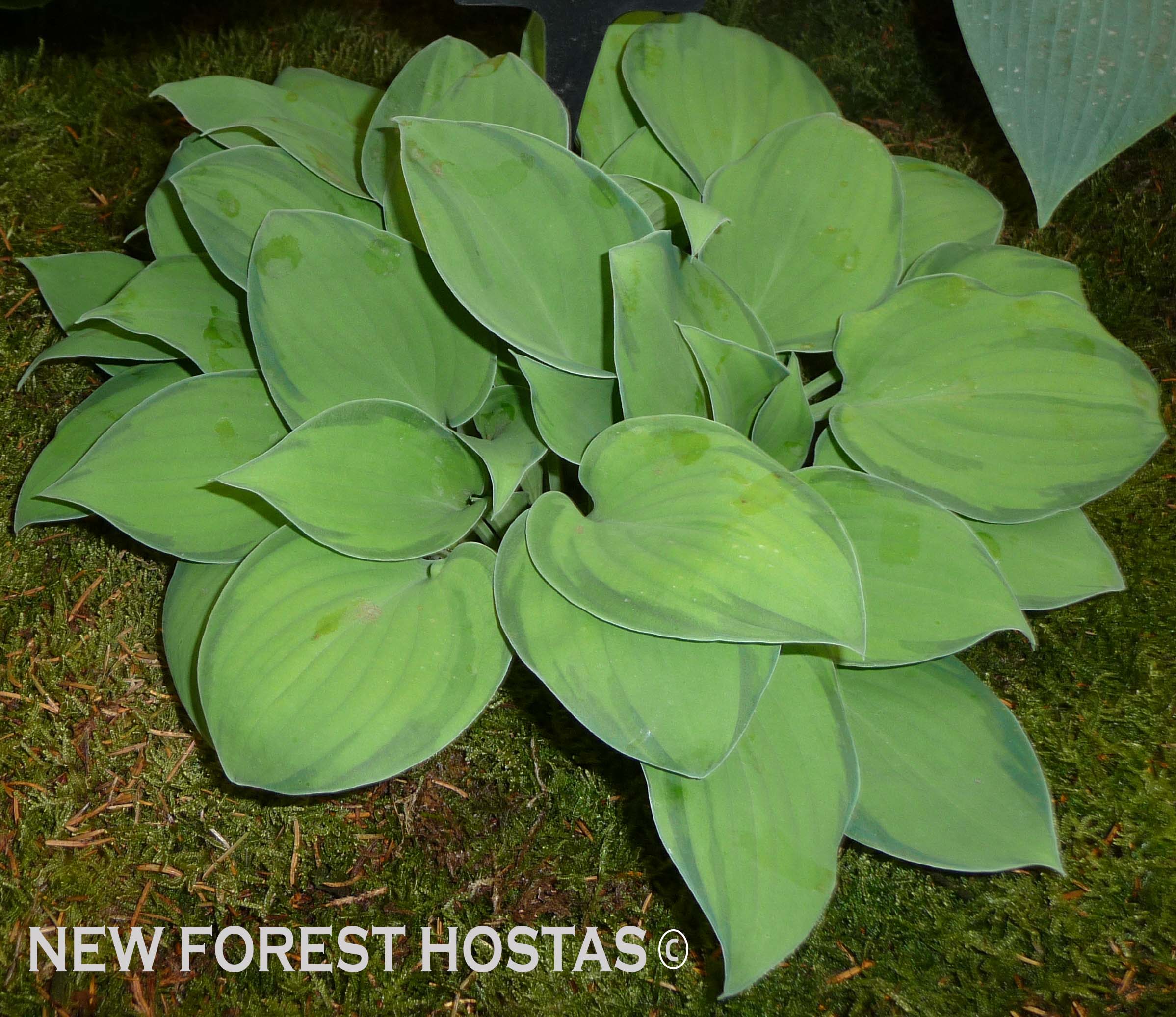 Hosta 'Tick Tock' - New Forest Hostas & Hemerocallis