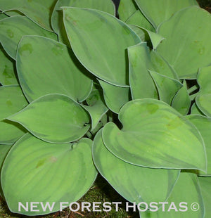 Hosta 'Tick Tock' - New Forest Hostas & Hemerocallis