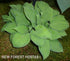 Hosta 'Tick Tock' - New Forest Hostas & Hemerocallis