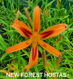 Hemerocallis 'Tigereye Spider' - New Forest Hostas & Hemerocallis