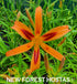 Hemerocallis 'Tigereye Spider' - New Forest Hostas & Hemerocallis