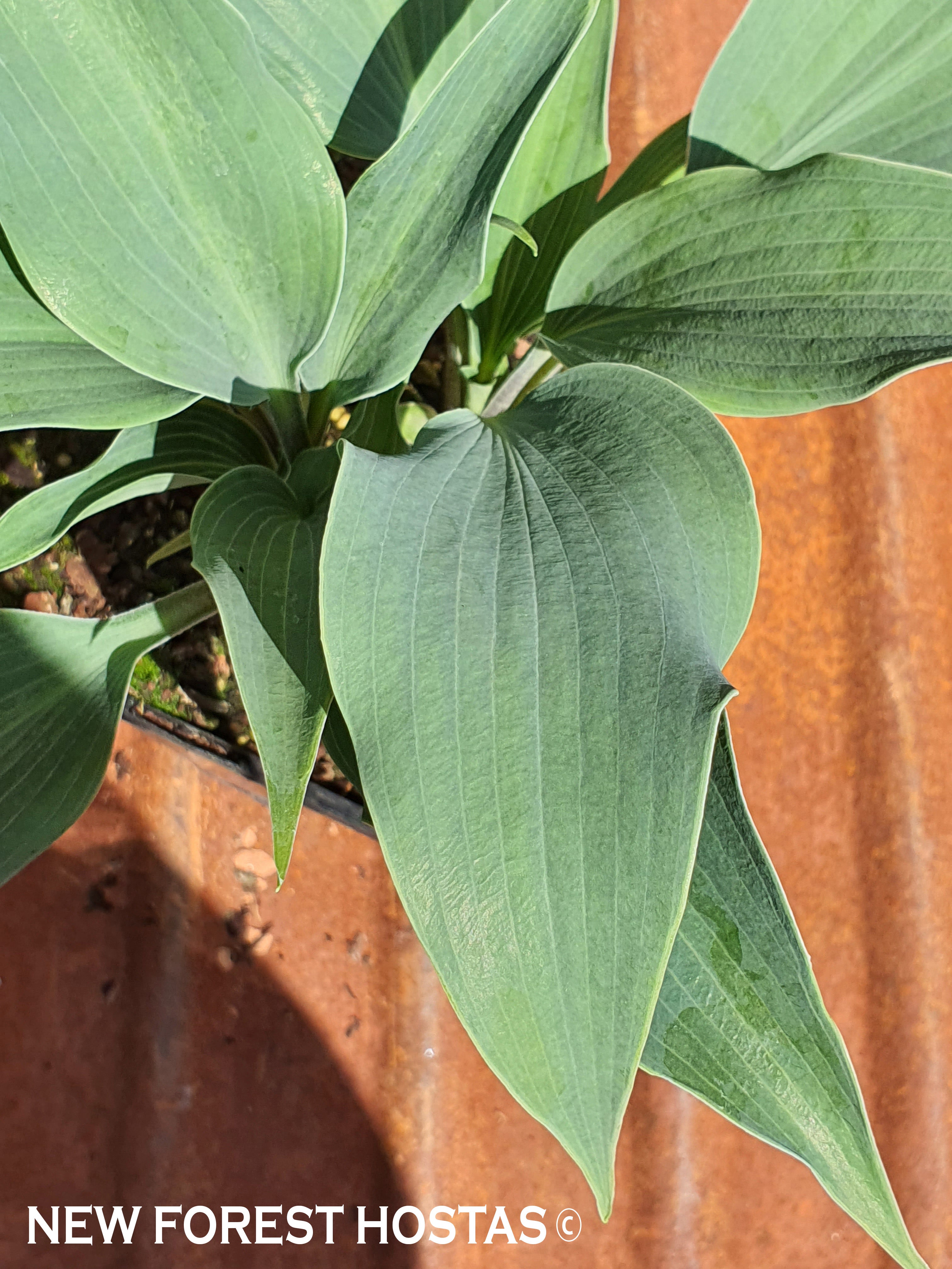 Hosta 'Tilt-A-Whirl' - New Forest Hostas & Hemerocallis