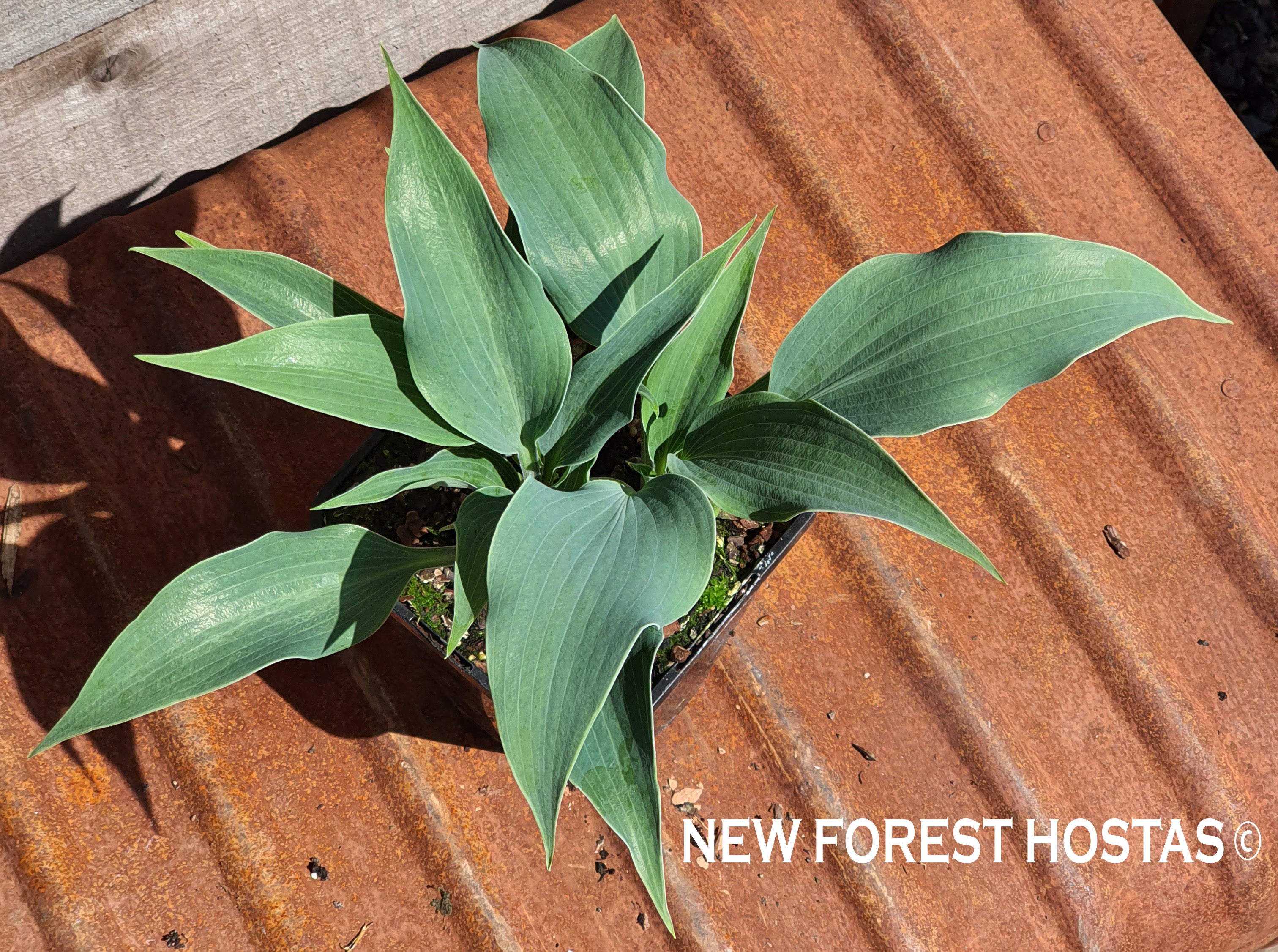 Hosta 'Tilt-A-Whirl' - New Forest Hostas & Hemerocallis