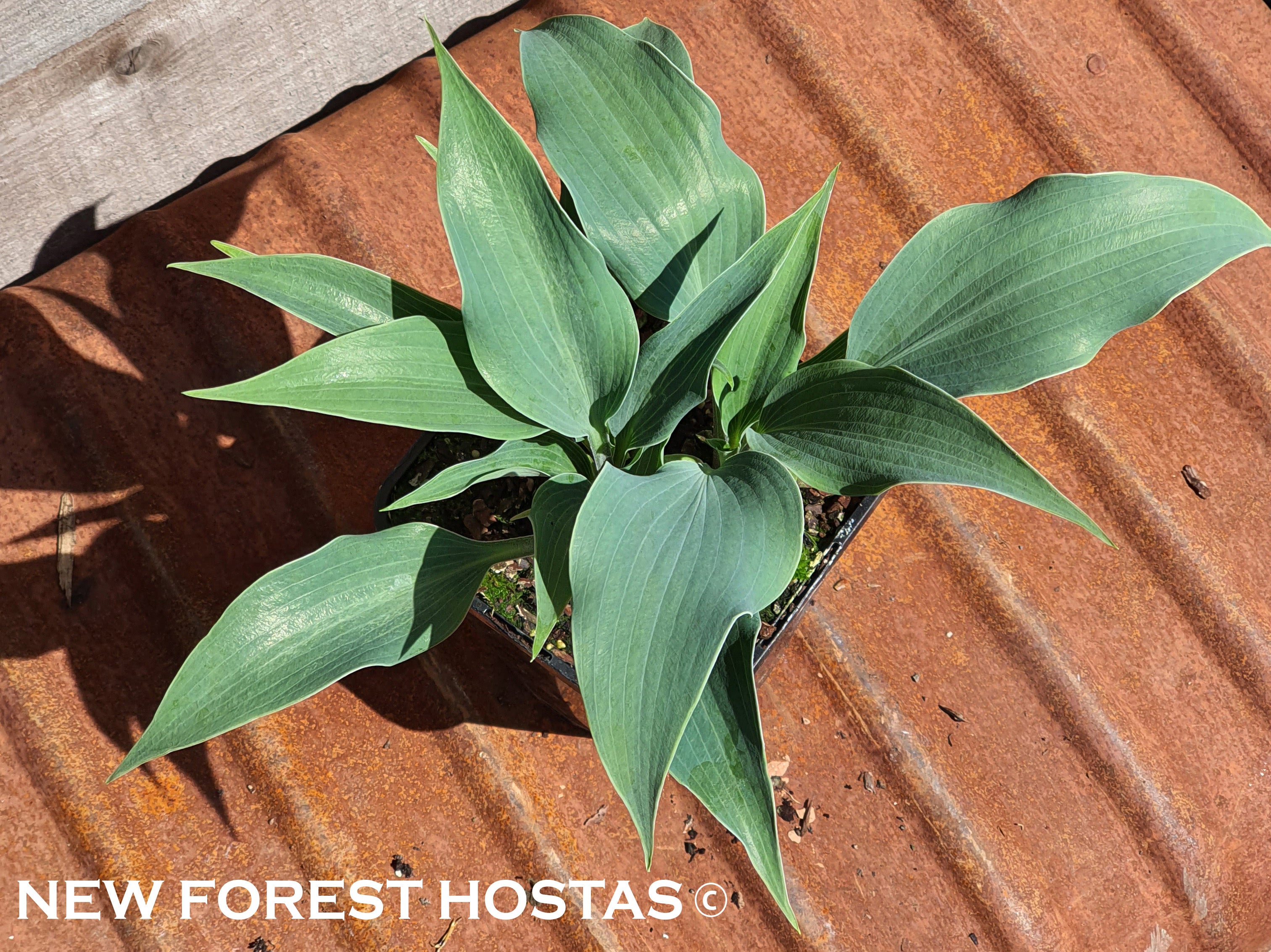 Hosta 'Tilt-A-Whirl' - New Forest Hostas & Hemerocallis