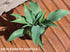 Hosta 'Tilt-A-Whirl' - New Forest Hostas & Hemerocallis