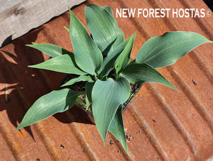 Hosta 'Tilt-A-Whirl' - New Forest Hostas & Hemerocallis