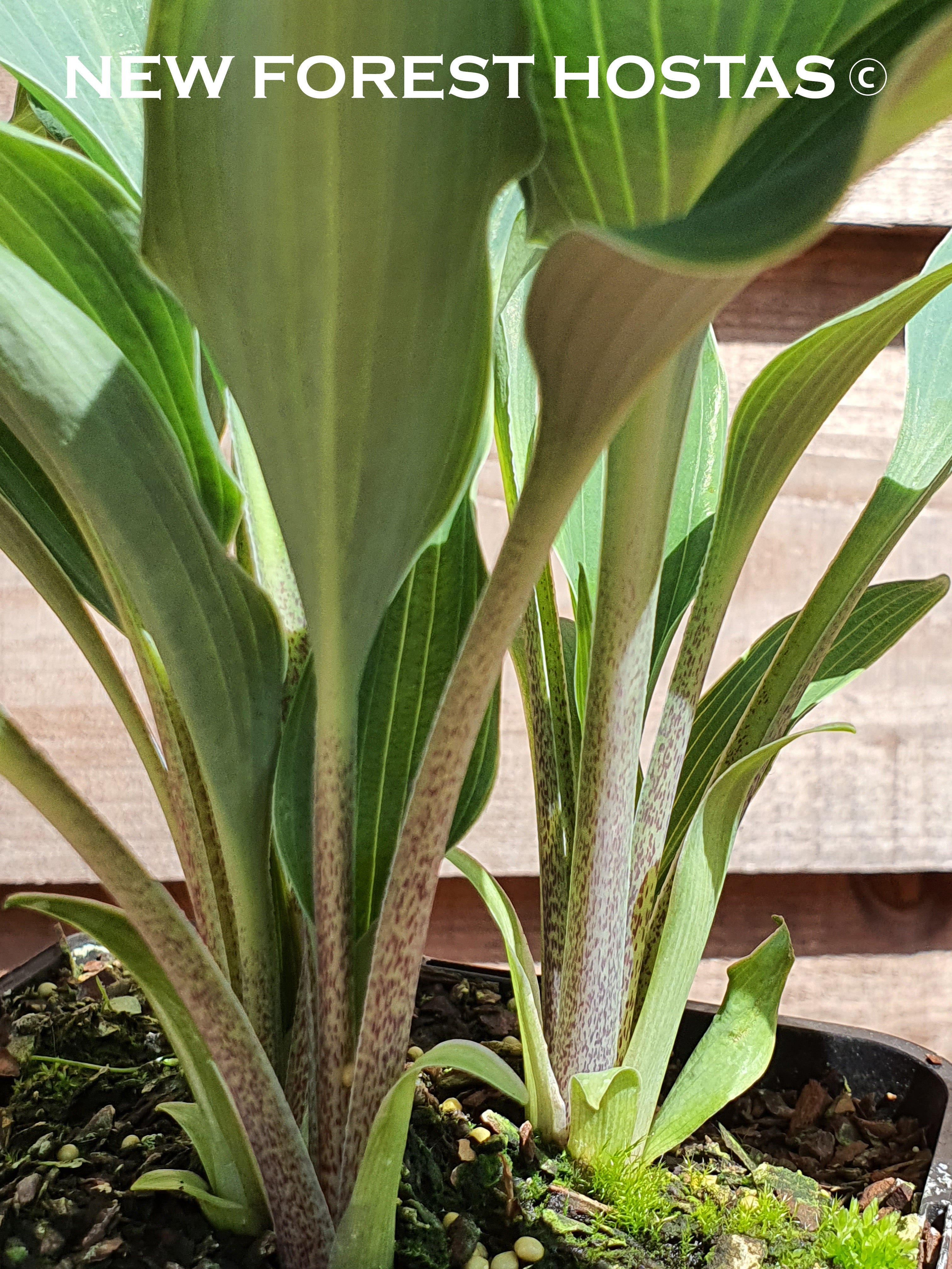 Hosta 'Tilt-A-Whirl' - New Forest Hostas & Hemerocallis