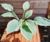 Hosta 'Tom Schmid' - New Forest Hostas & Hemerocallis