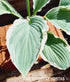 Hosta 'Tom Schmid' - New Forest Hostas & Hemerocallis
