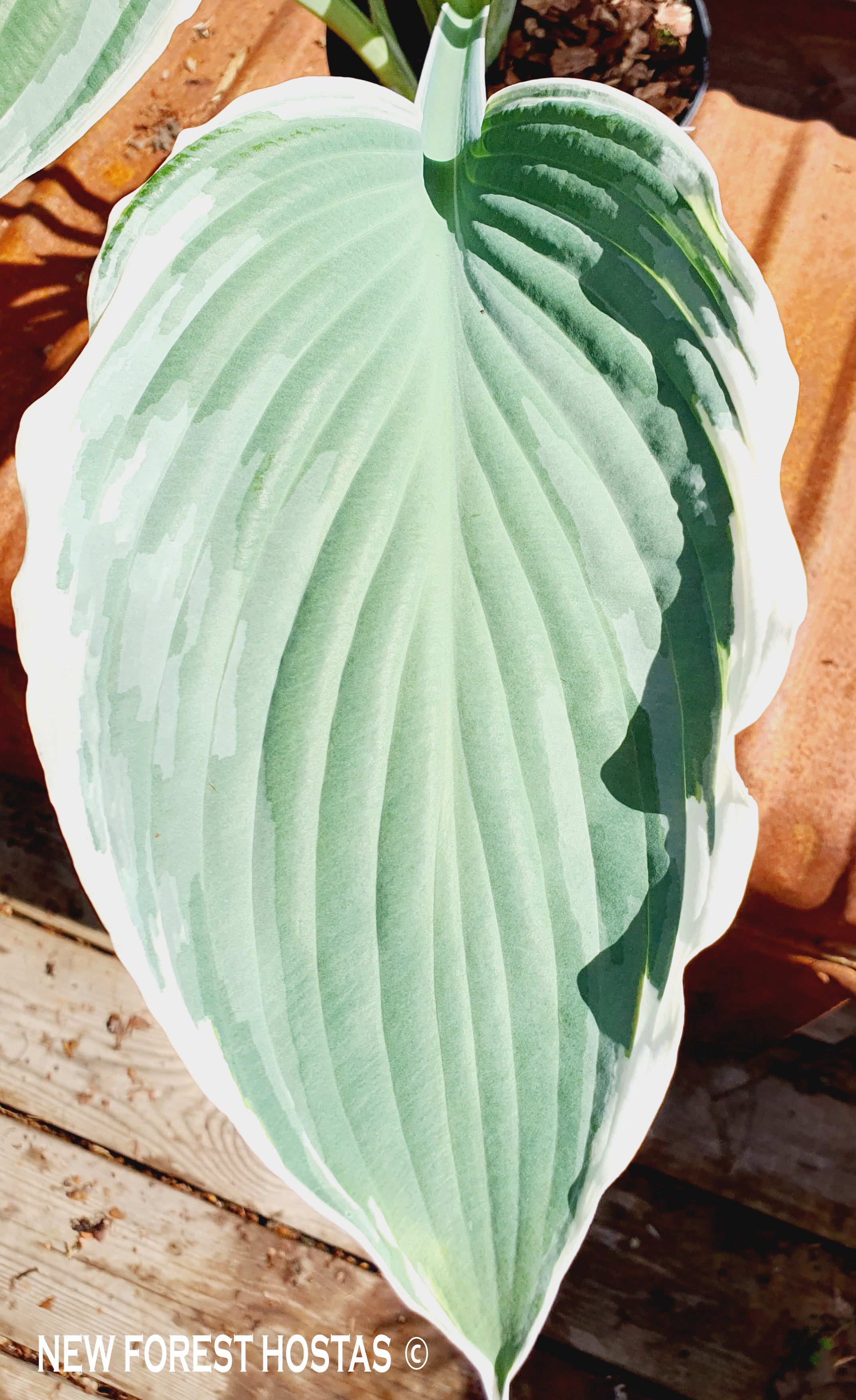 Hosta 'Tom Schmid' - New Forest Hostas & Hemerocallis