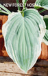 Hosta 'Tom Schmid' - New Forest Hostas & Hemerocallis
