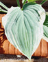 Hosta 'Tom Schmid' - New Forest Hostas & Hemerocallis