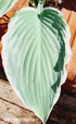 Hosta 'Tom Schmid' - New Forest Hostas & Hemerocallis