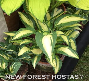Hosta 'Tongue of Flame' - New Forest Hostas & Hemerocallis