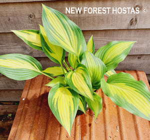 Hosta 'Tongue of Flame' - New Forest Hostas & Hemerocallis