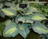 Hosta 'Touch Of Class' - New Forest Hostas & Hemerocallis