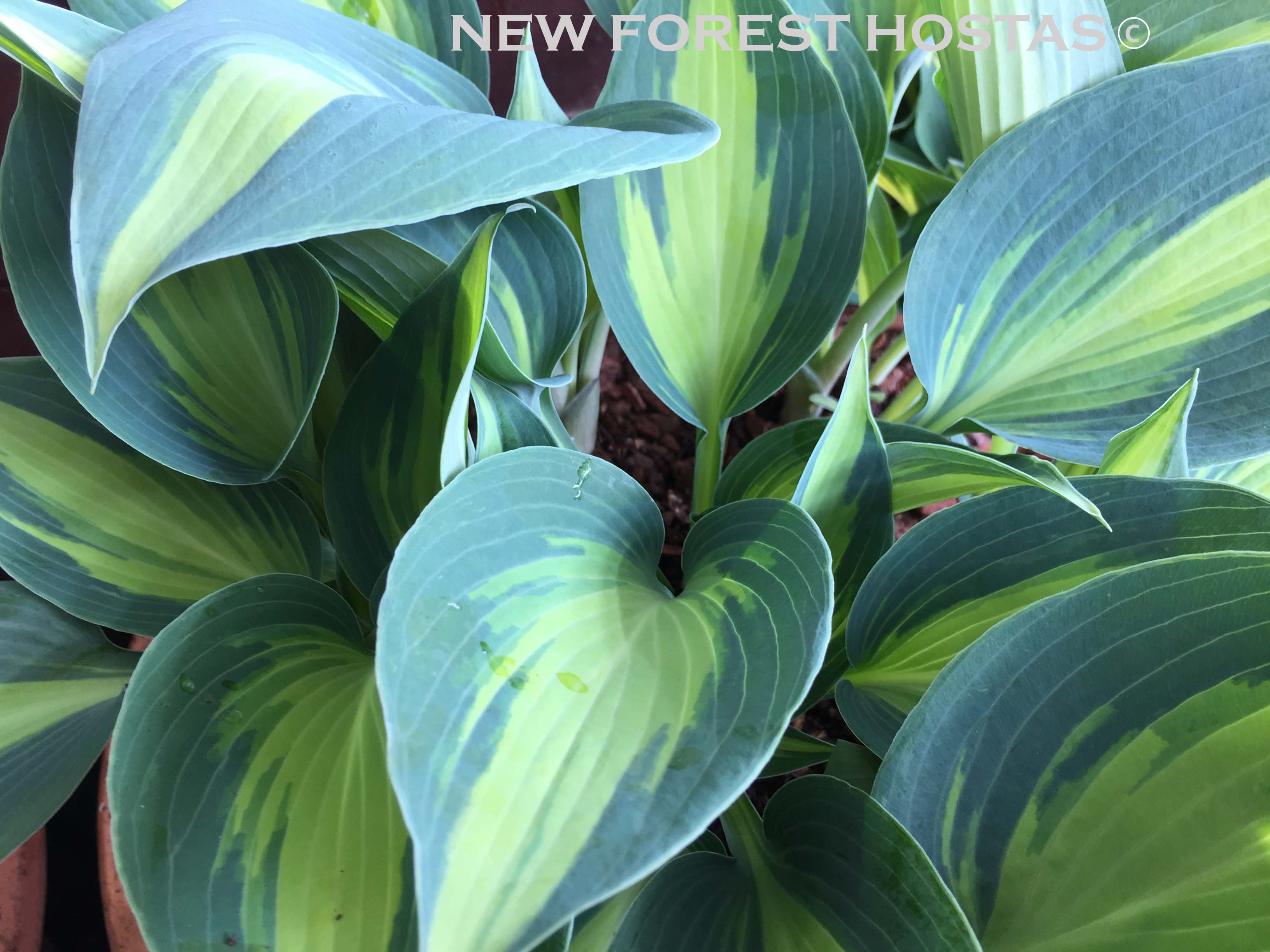 Hosta 'Touch Of Class' - New Forest Hostas & Hemerocallis