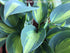 Hosta 'Touch Of Class' - New Forest Hostas & Hemerocallis