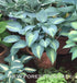 Hosta 'Touch Of Class' - New Forest Hostas & Hemerocallis