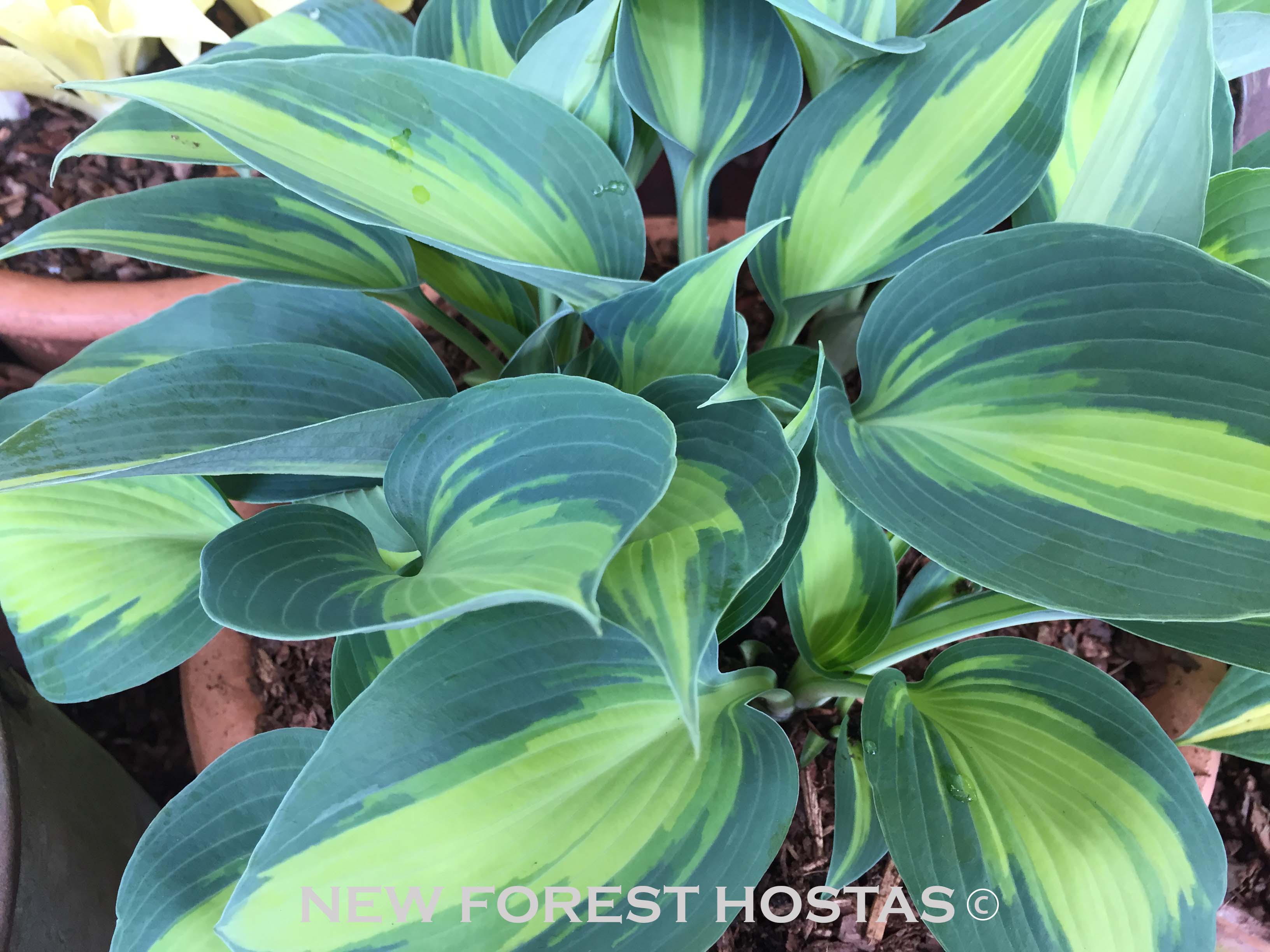 Hosta 'Touch Of Class' - New Forest Hostas & Hemerocallis