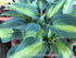 Hosta 'Touch Of Class' - New Forest Hostas & Hemerocallis