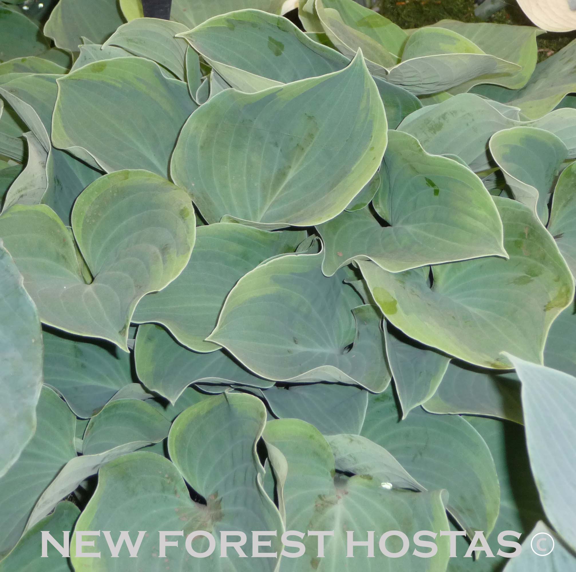 Hosta 'Toy Soldier' - New Forest Hostas & Hemerocallis