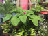 Hosta 'T-Rex' - New Forest Hostas & Hemerocallis
