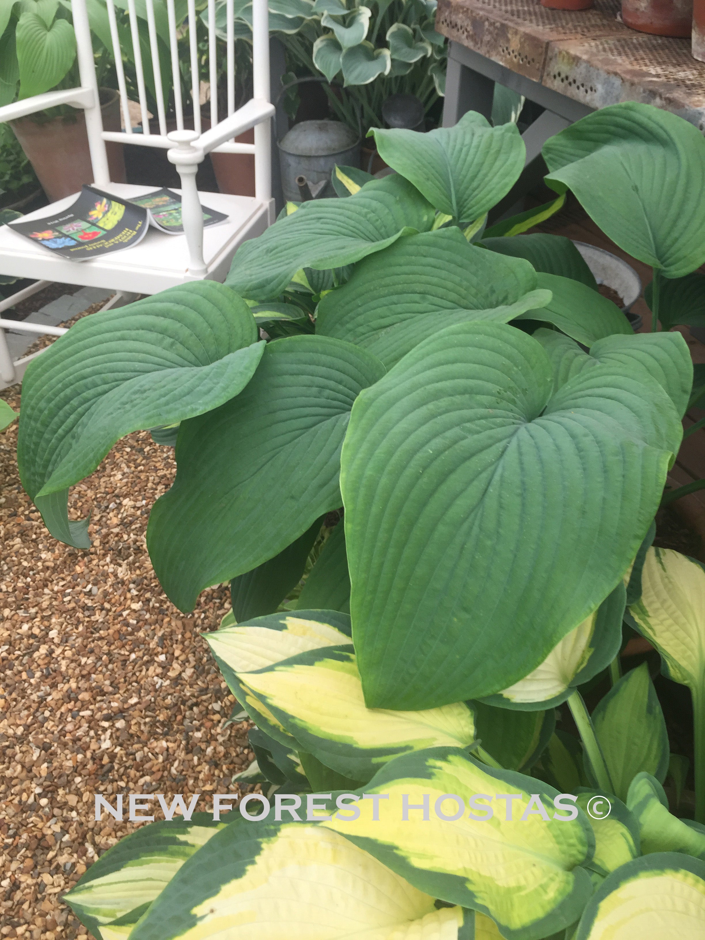 Hosta 'T-Rex' - New Forest Hostas & Hemerocallis