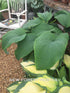 Hosta 'T-Rex' - New Forest Hostas & Hemerocallis