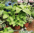 Hosta 'T-Rex' - New Forest Hostas & Hemerocallis