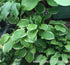 Hosta 'Tropicana' - New Forest Hostas & Hemerocallis
