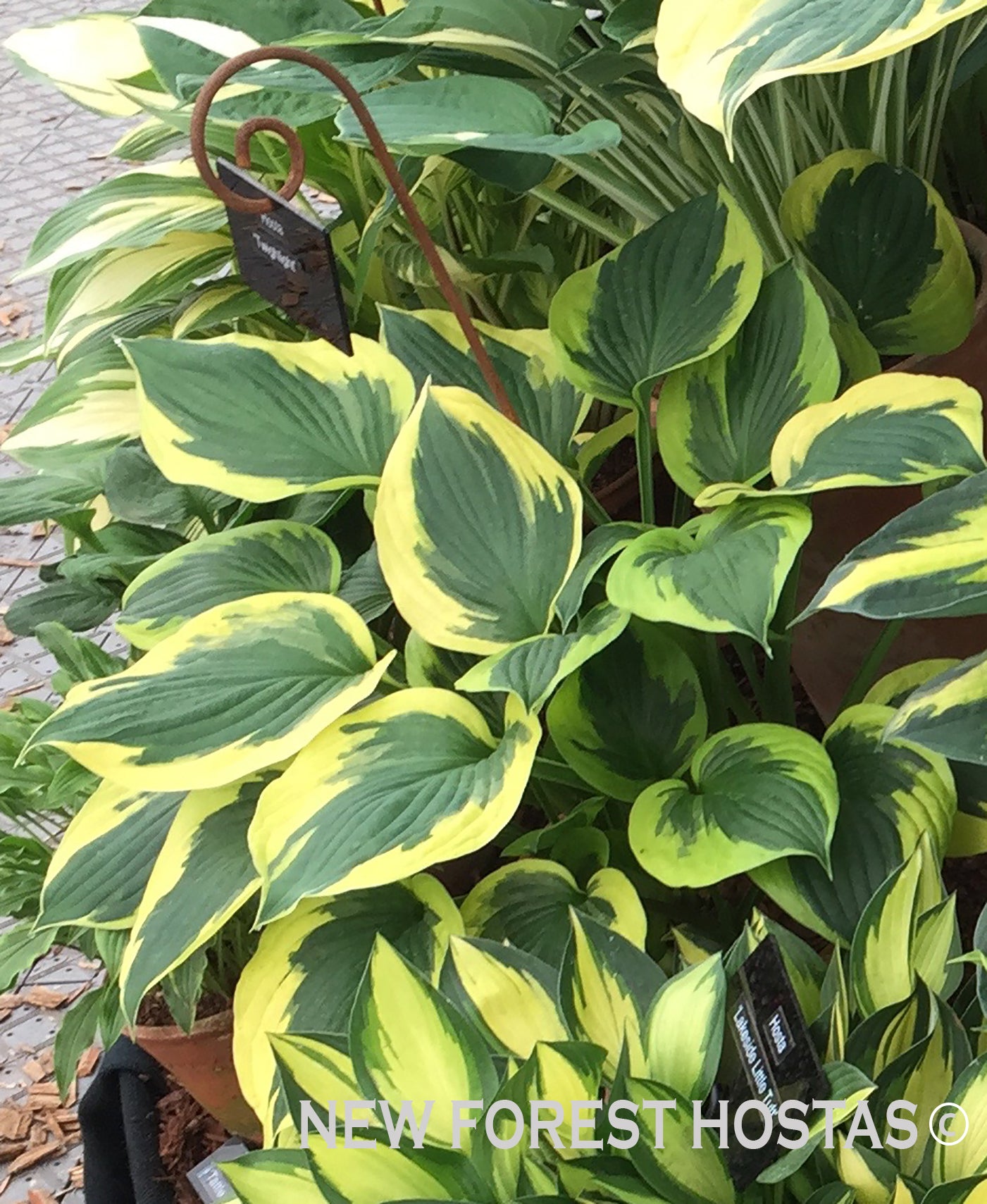 Hosta 'Twilight' - New Forest Hostas & Hemerocallis