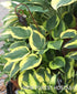 Hosta 'Twilight' - New Forest Hostas & Hemerocallis