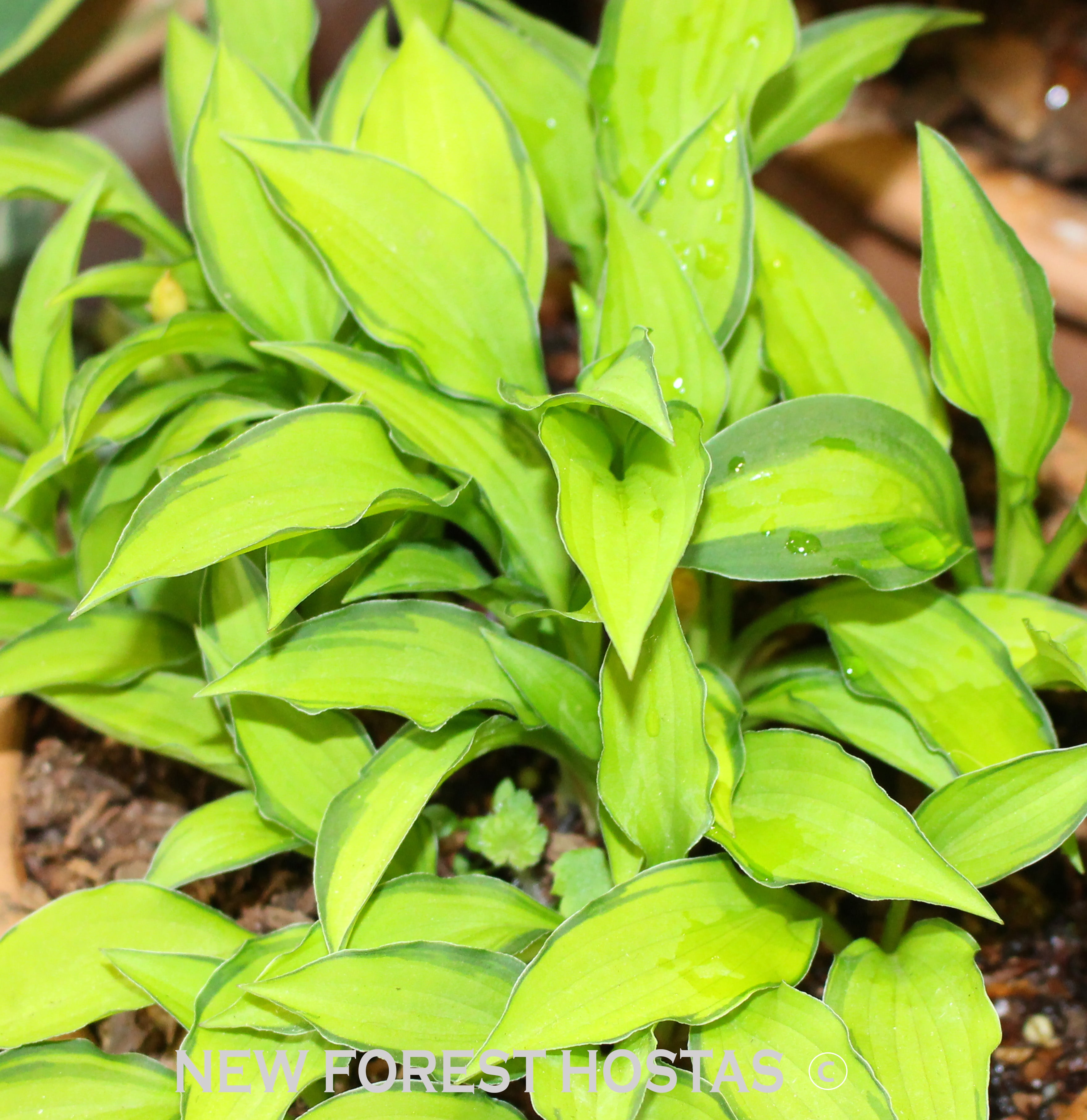 Hosta 'Twist Of Lime' - New Forest Hostas & Hemerocallis