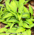 Hosta 'Twist Of Lime' - New Forest Hostas & Hemerocallis
