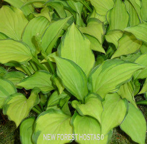 Hosta 'Twist Of Lime' - New Forest Hostas & Hemerocallis