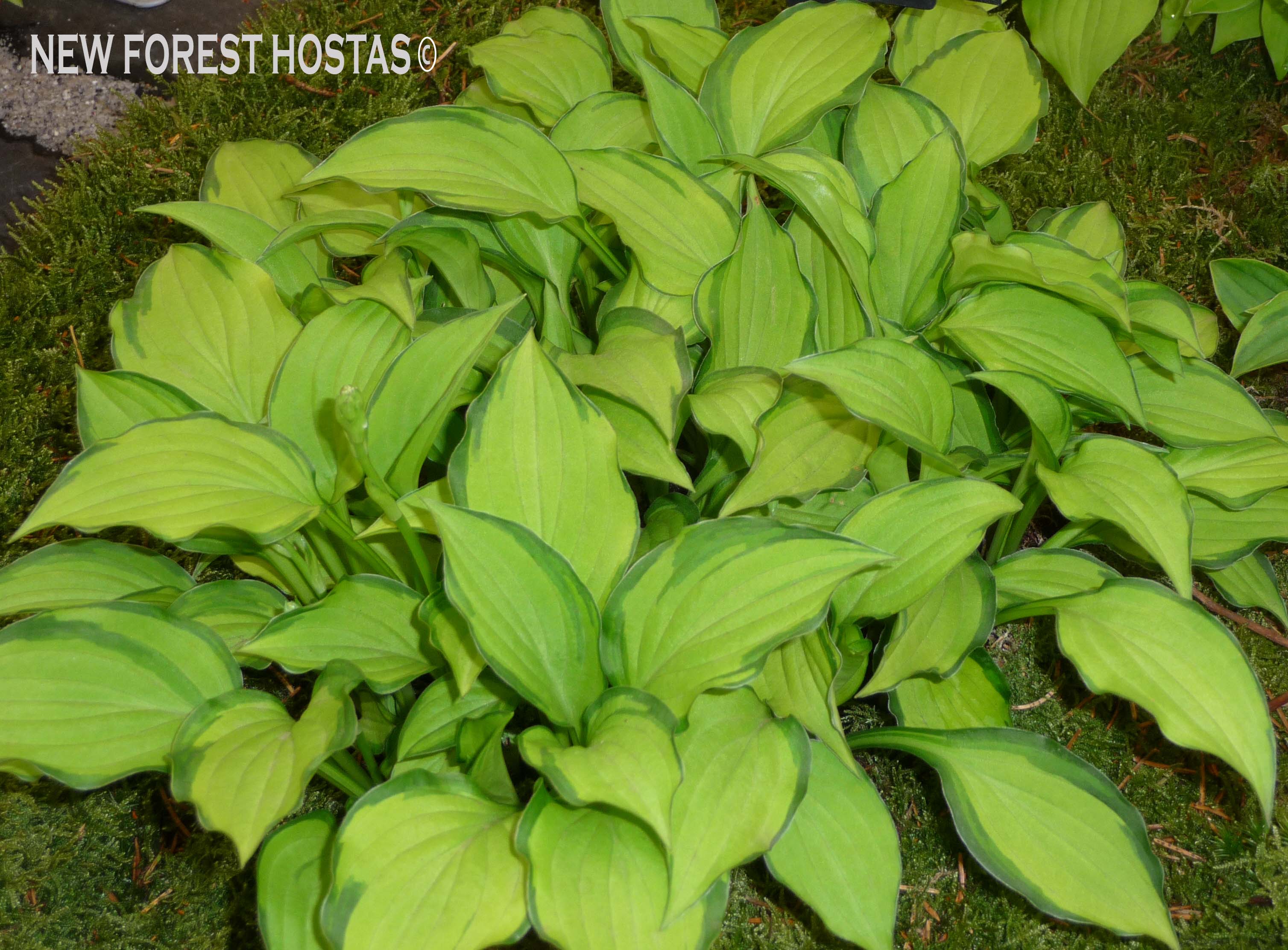 Hosta 'Twist Of Lime' - New Forest Hostas & Hemerocallis
