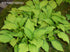 Hosta 'Twist Of Lime' - New Forest Hostas & Hemerocallis